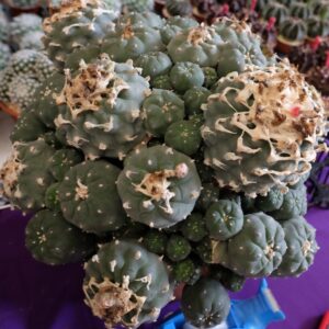 Peyote Cactus