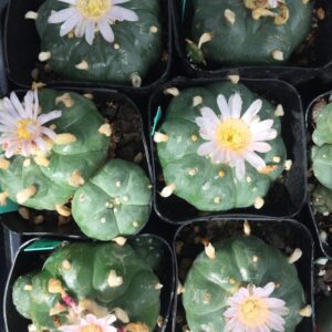 Lophophora Williamsii Cactus