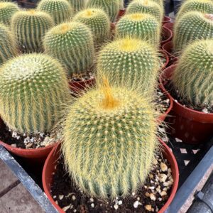 Buy Lemon Ball Cactus