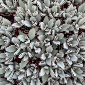 Kalanchoe tomentosa Panda Plant