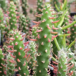 Austrocylindropuntia Subulata – Eve’s Needle